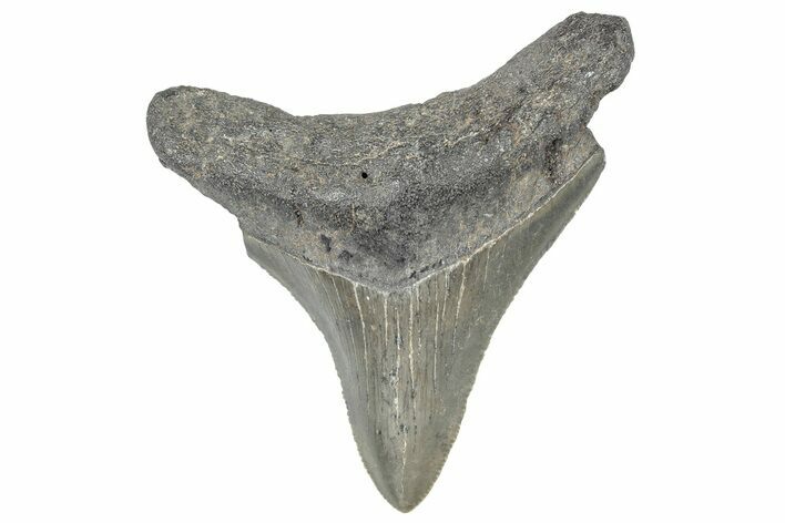 Serrated, Juvenile Megalodon Tooth - South Carolina #299189